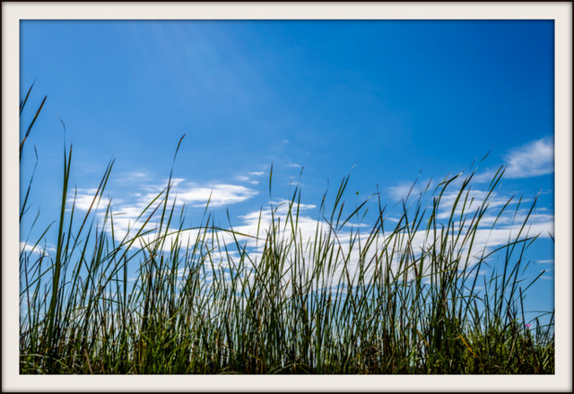Sweetgrass